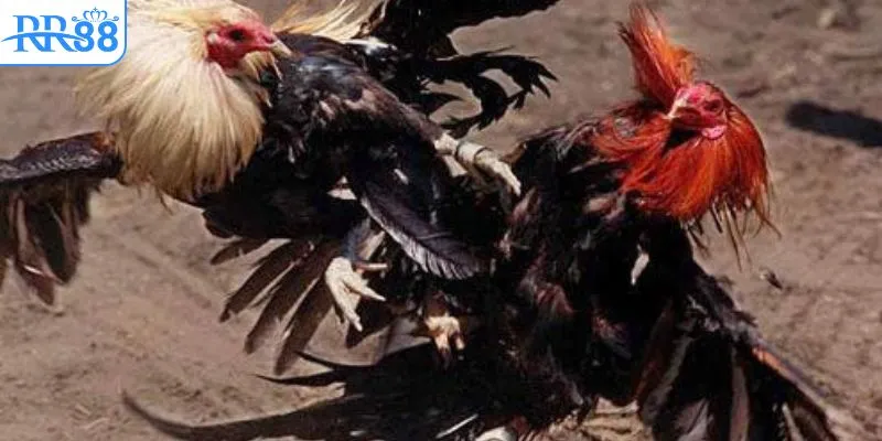 sv368 cấp nhật liên tục live đá gà trực tiếp 1